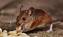 24 Hour & Emergency Exterminators in Levittown, PA